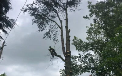 Our team tackled a large Cedar tree!
