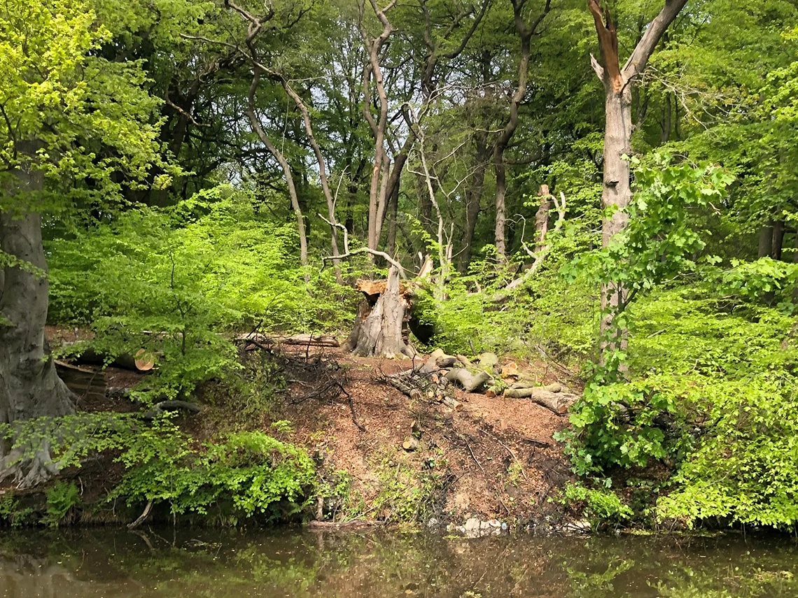 Tree Removal near lake