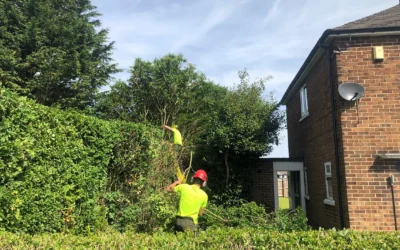 Before-and-after of a privet hedge we recently trimmed!