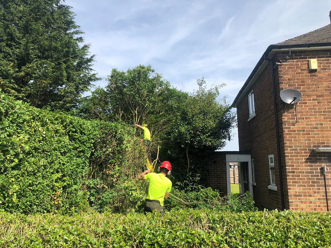 Hedge cutting