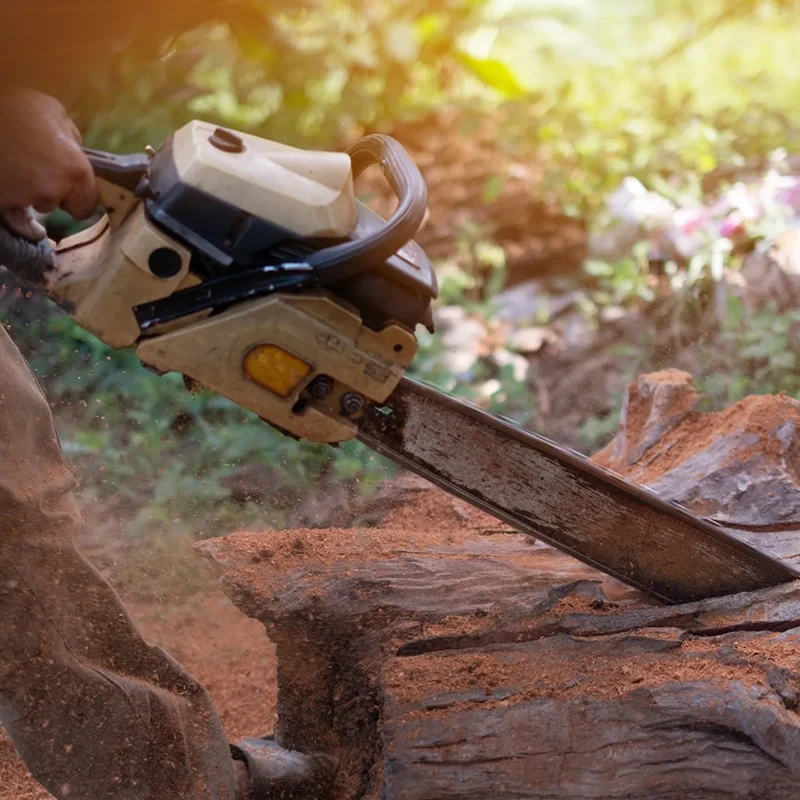 Tree Removal Experts