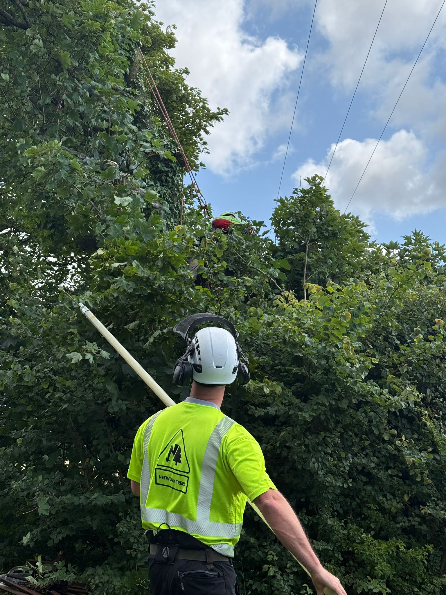 Tree Removal Experts