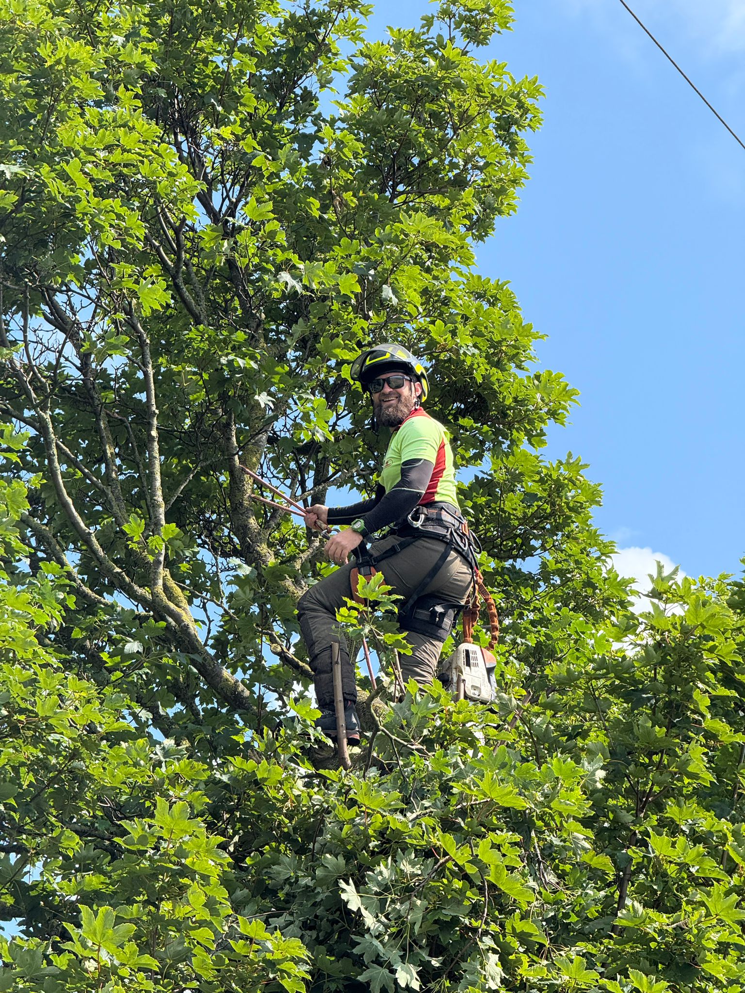 Tree Removal Experts